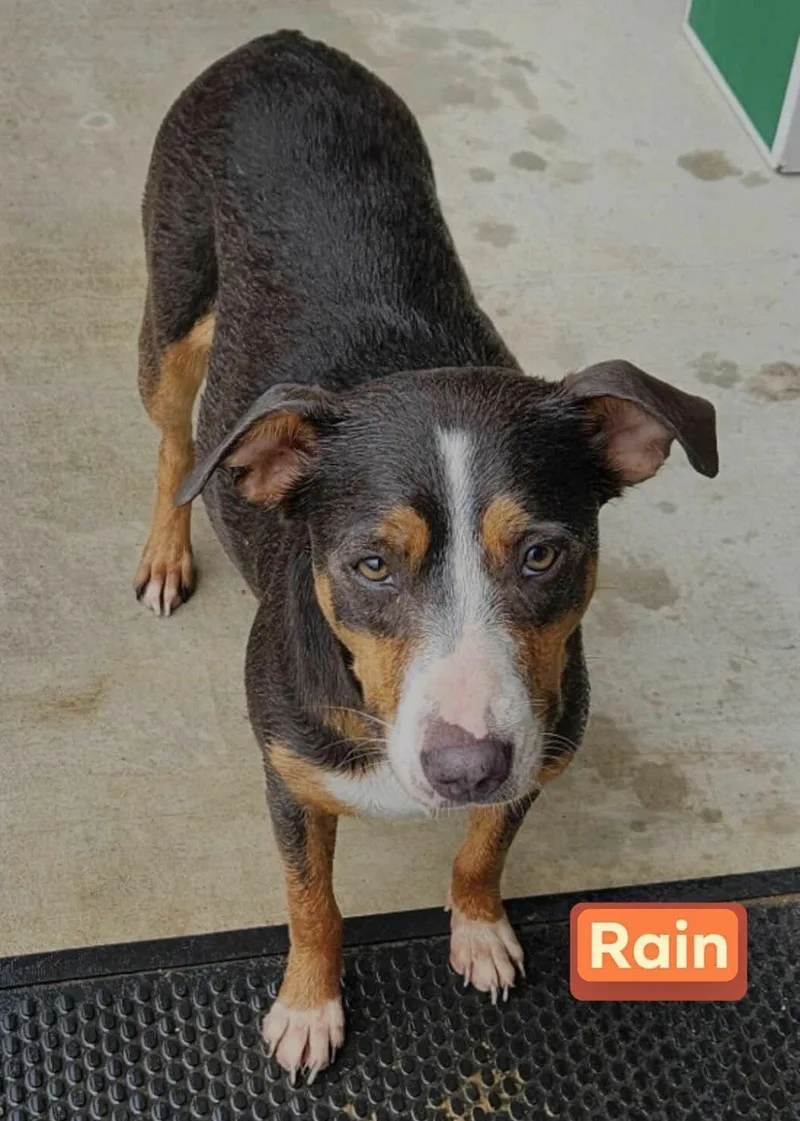 A young medium-sized female Mixed Breed dog named Rain for adoption in Farmerville, LA