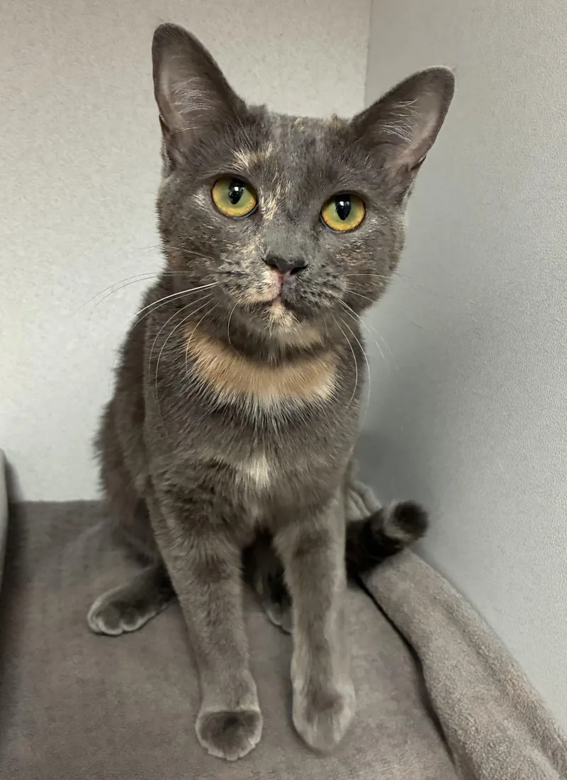 Chantilly thumbnail 2