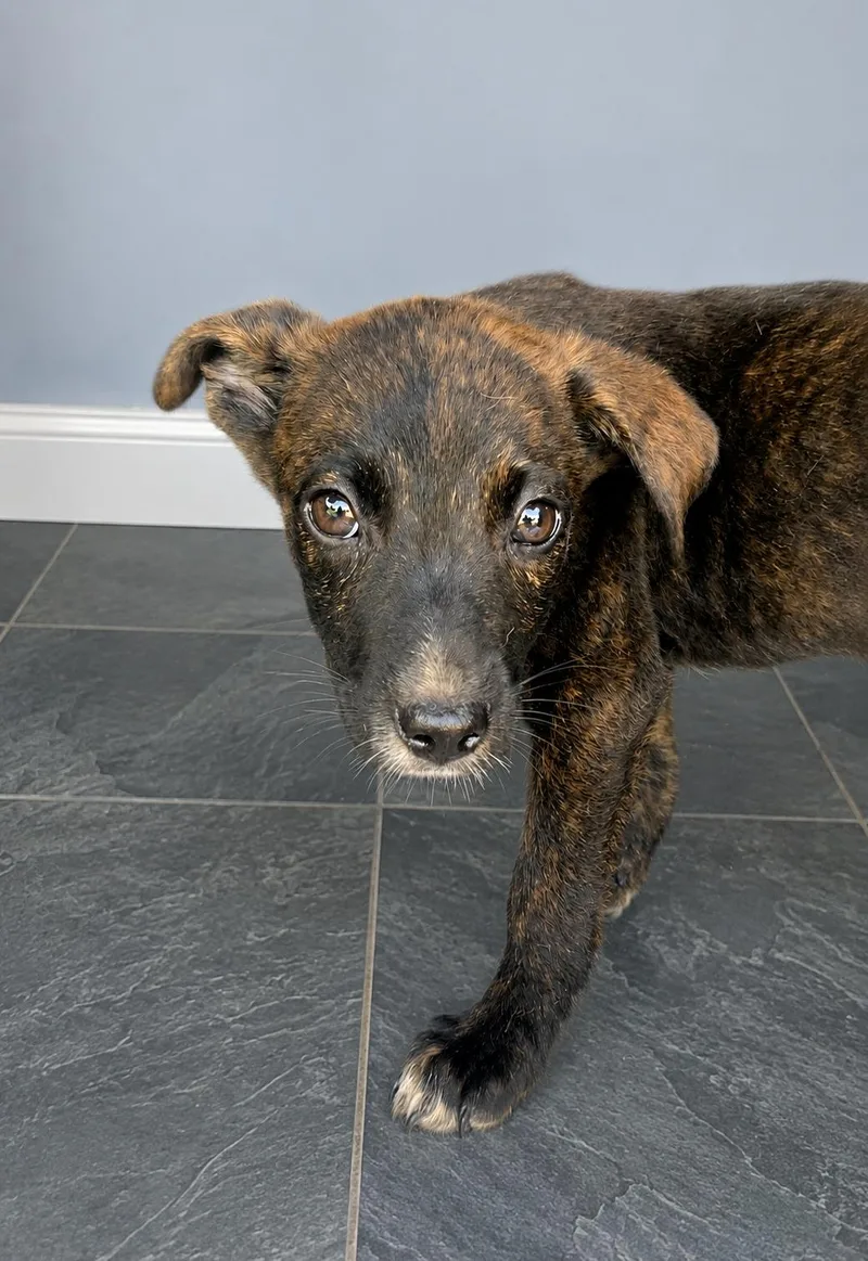 A baby medium-sized male Brindle Australian Shepherd dog named Mochi for adoption in Pleasant Valley, NY