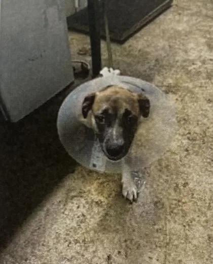 A young medium-sized female Mixed Breed dog named Lucy for adoption in Daytona Beach, FL