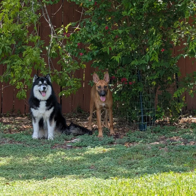 A young large-sized male Belgian Shepherd / Malinois dog named Mongo for adoption in Pflugerville, TX