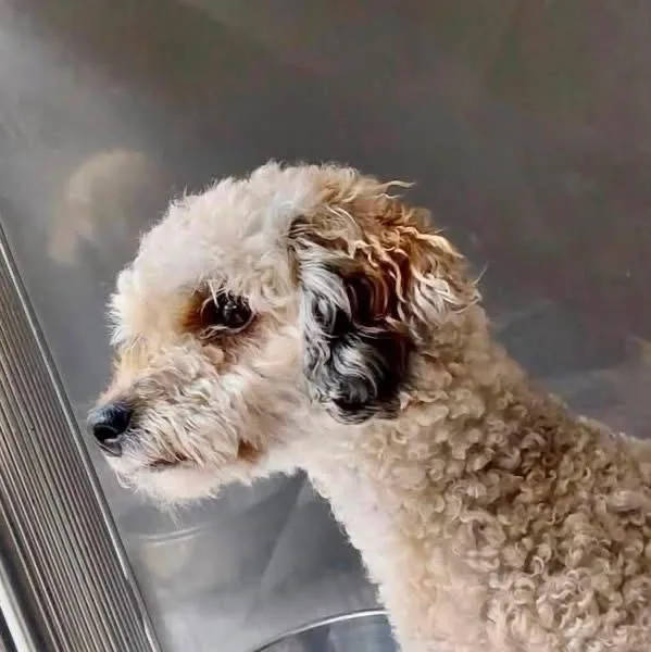 A young small-sized female Poodle dog named Lambie for adoption in Middletown, CT