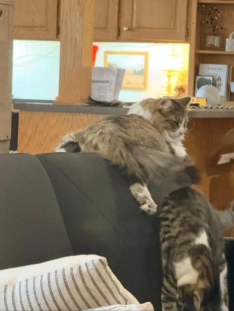 An adult large-sized female Domestic Long Hair cat named Luna for adoption in Salisbury, NC