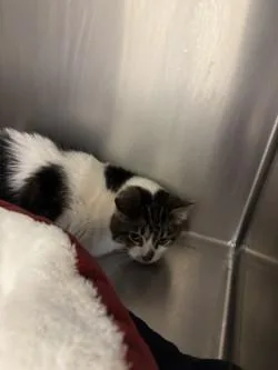 A senior medium-sized female Domestic Short Hair cat named Chowder for adoption in Longmont, CO