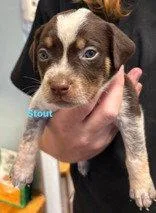A baby large-sized male Australian Cattle Dog / Blue Heeler dog named Stout for adoption in Newport, KY
