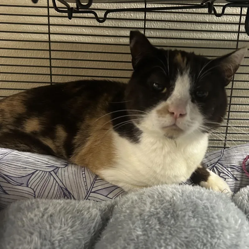 An adult small-sized female Calico Domestic Short Hair cat named Francie for adoption in Point Richmond, CA