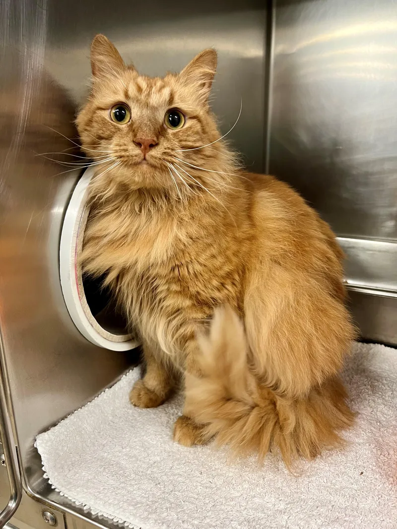 A senior large-sized female Tabby (Orange / Red) Domestic Long Hair cat named CARROT & Soup for adoption in Frederick, MD