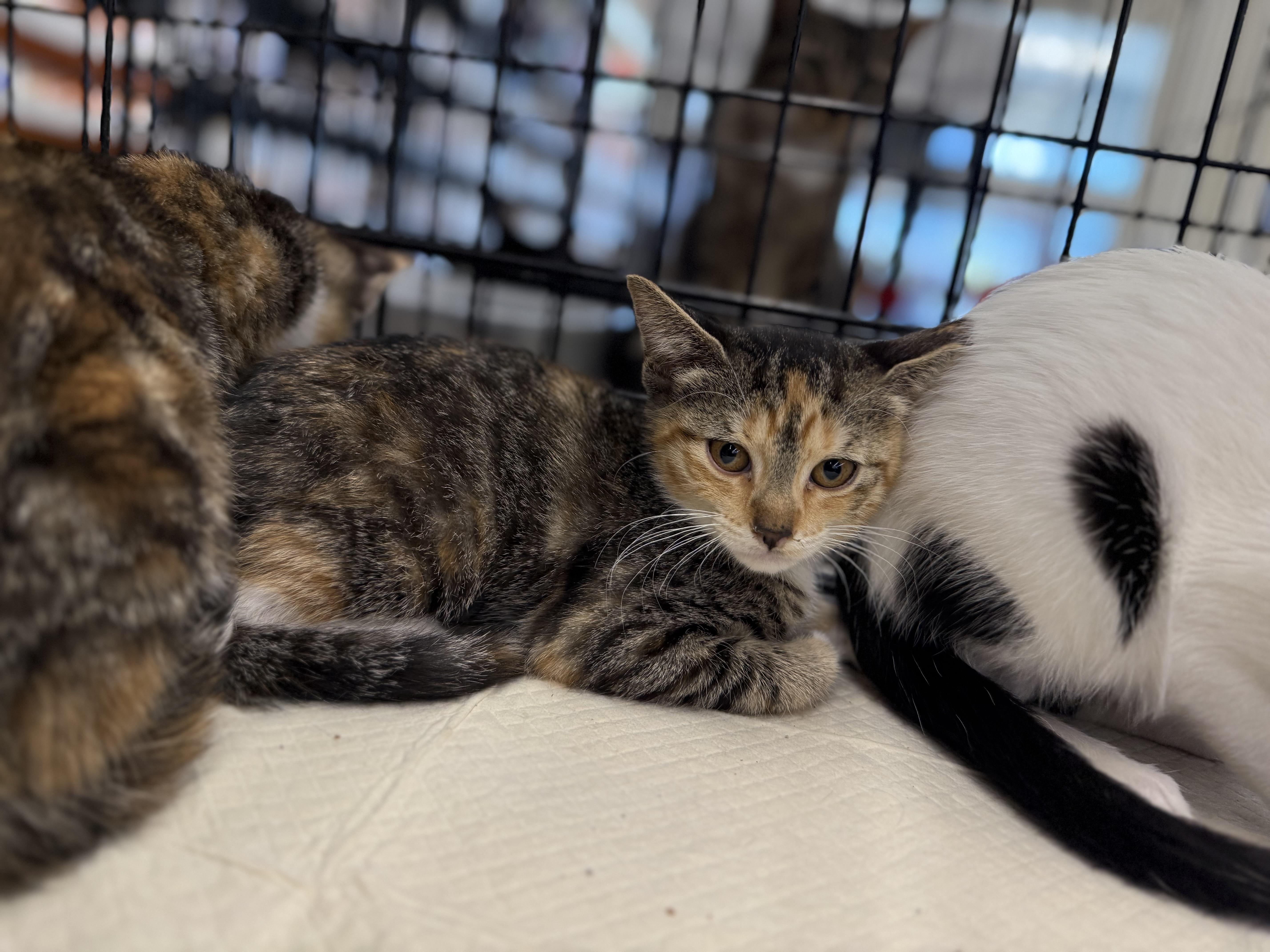 A baby medium-sized female Calico cat named Pinsky for adoption in Intercession city , FL