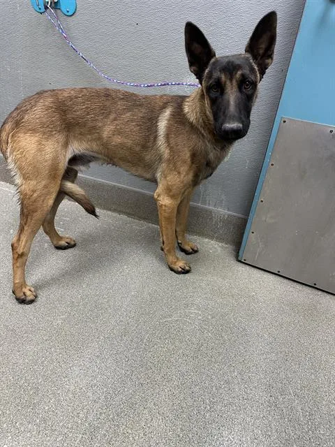 Duke