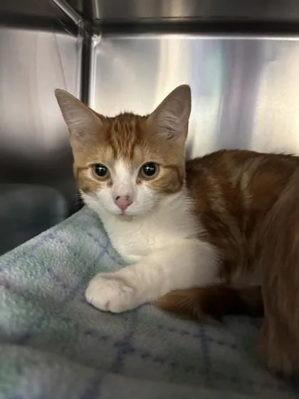 A young small-sized female Domestic Short Hair cat named Dawn for adoption in Scotia, NY