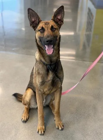 A young large-sized male German Shepherd Dog dog named Captain for adoption in San Martin, CA