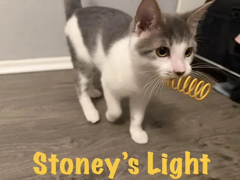 A baby small-sized female Gray & White Domestic Short Hair cat named Stoney's Light for adoption in West Mifflin, PA