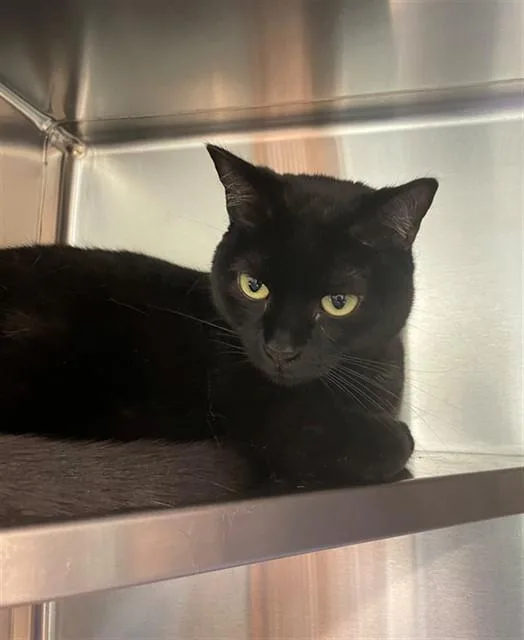 A young large-sized female Domestic Medium Hair cat named Bon Bon for adoption in Lees Summit, MO