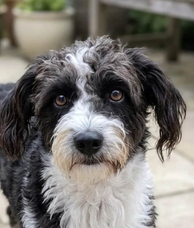 Daisy