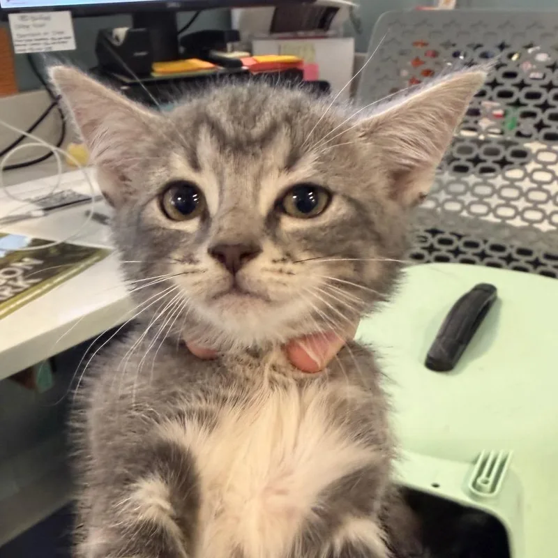 A baby small-sized female Gray / Blue / Silver Domestic Short Hair cat named Myrtle for adoption in Greensboro, NC