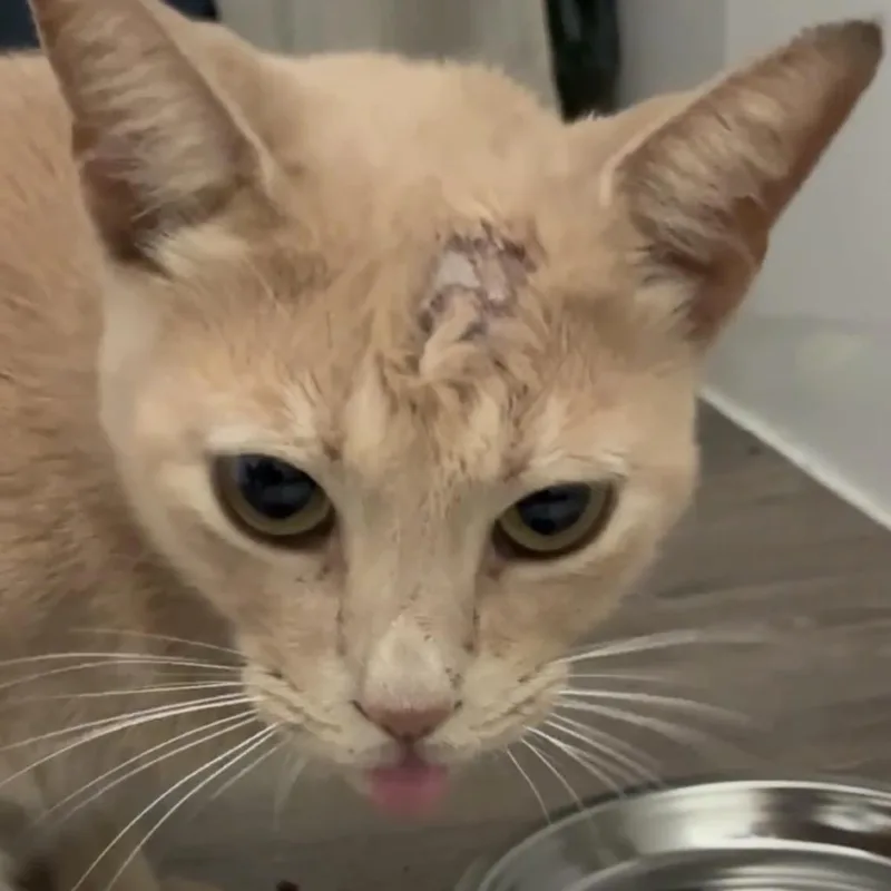 An adult large-sized male Orange / Red Domestic Short Hair cat named Trooper for adoption in Titusville, FL
