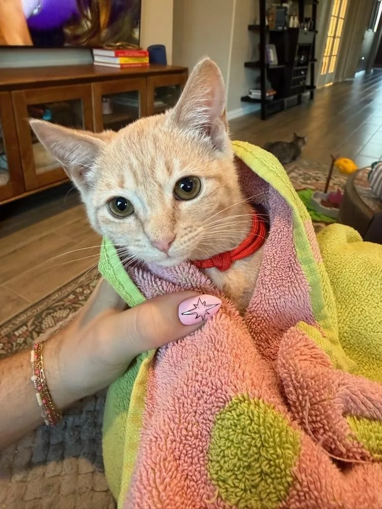 A baby small-sized female Tabby (Orange / Red) Domestic Short Hair cat named Texas Twinkie for adoption in Dallas, TX