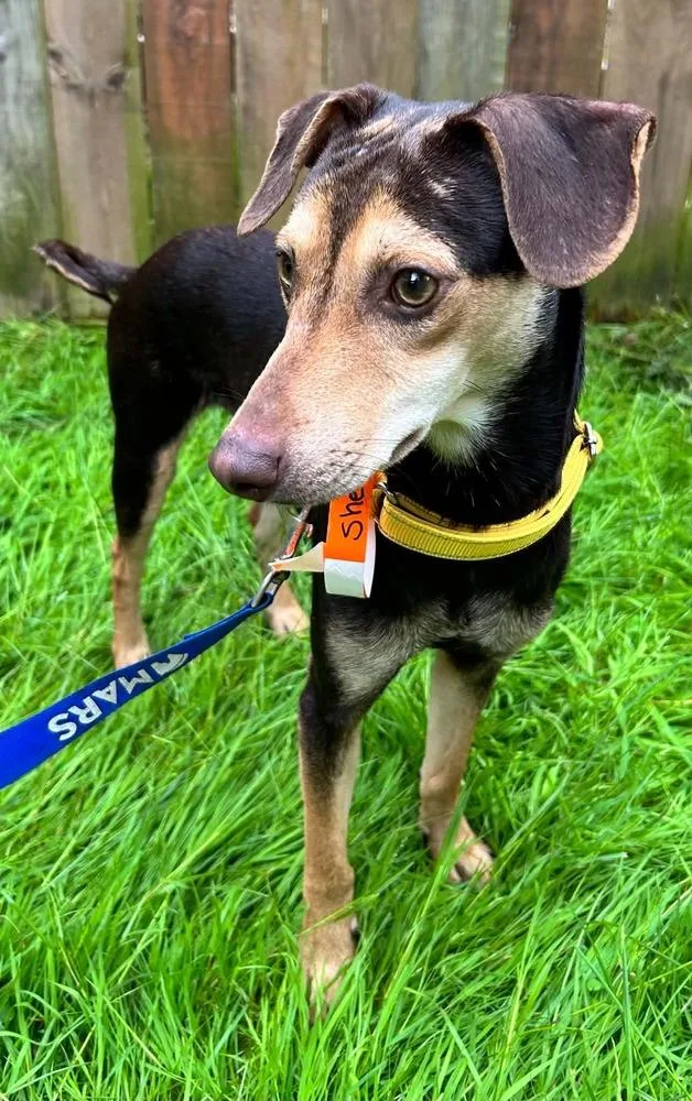 A young small-sized male Tricolor (Brown, Black, & White) Miniature Pinscher dog named Sherman for adoption in harrison city, PA