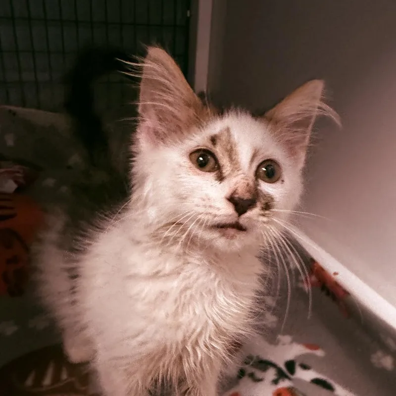 A baby small-sized male White Domestic Long Hair cat named Asher for adoption in Ruckersville, VA