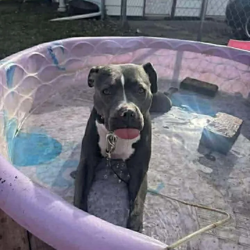 Kuma  Home To thumbnail 3