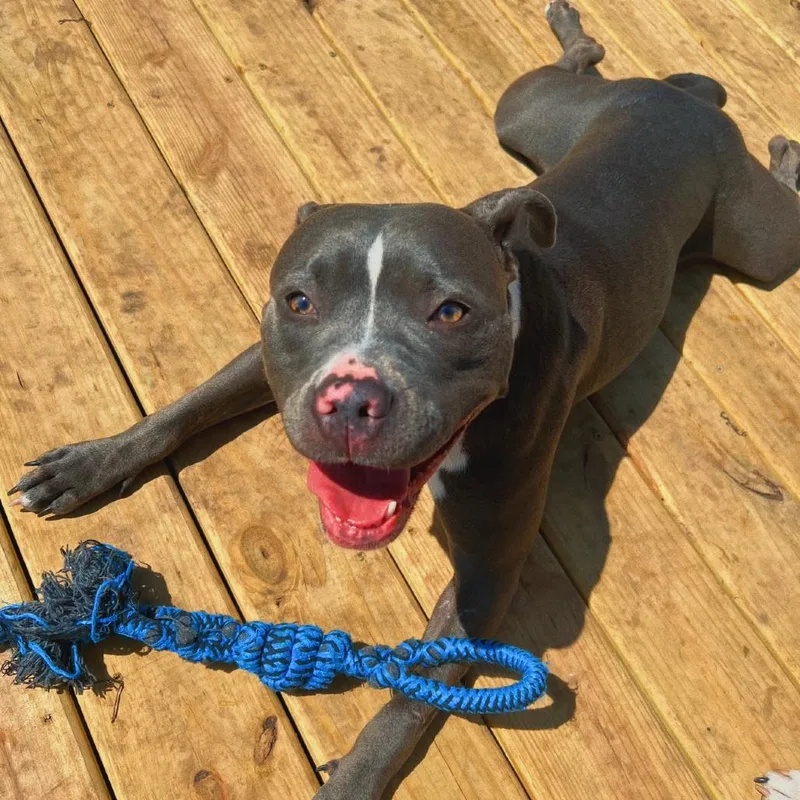 Kuma  Home To thumbnail 4