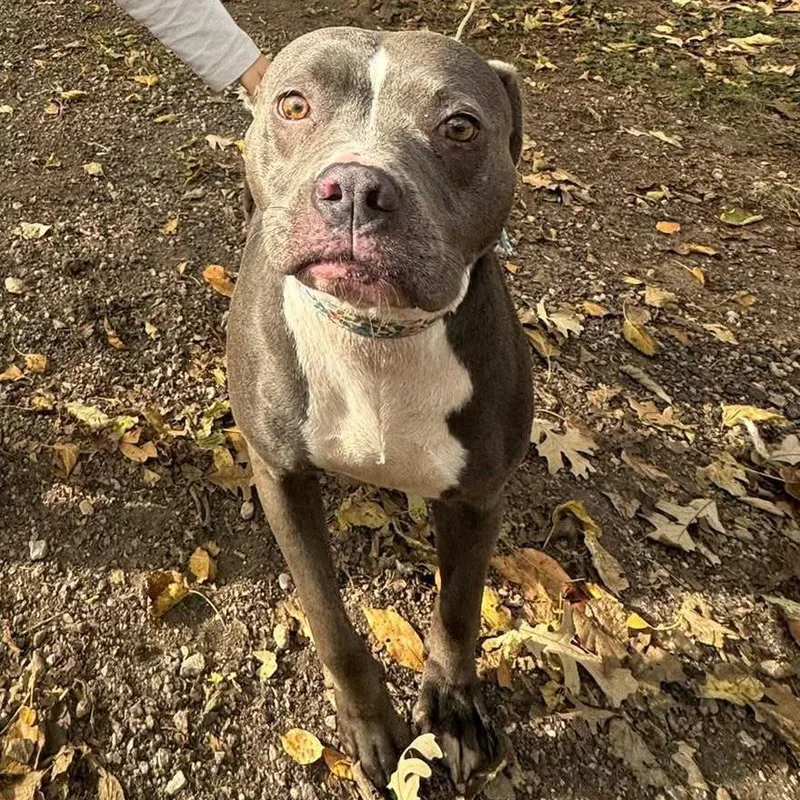 Kuma  Home To thumbnail 5