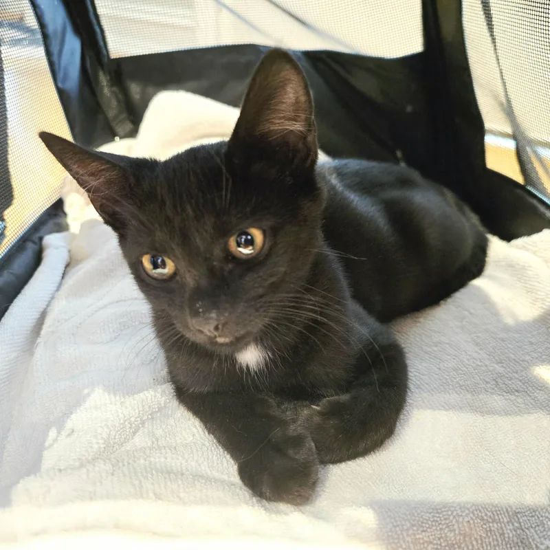 A baby medium-sized male Black Domestic Short Hair cat named Gerry for adoption in Woodbridge, NJ
