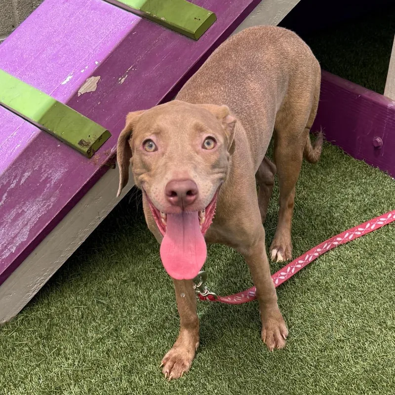 A young medium-sized female Yellow / Tan / Blond / Fawn Pit Bull Terrier dog named Cami for adoption in Los Angeles, CA