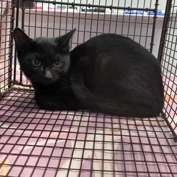 A baby small-sized female Domestic Short Hair cat named Rango for adoption in Des Moines, IA