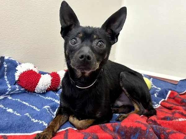 A young small-sized male Terrier dog named Junior for adoption in Portland, OR
