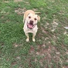 An adult large-sized female Labrador Retriever dog named Maisie for adoption in Taunton, MA