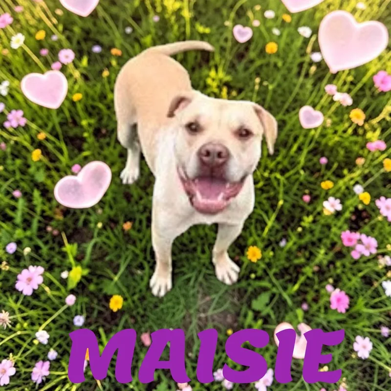 Maisie thumbnail 5