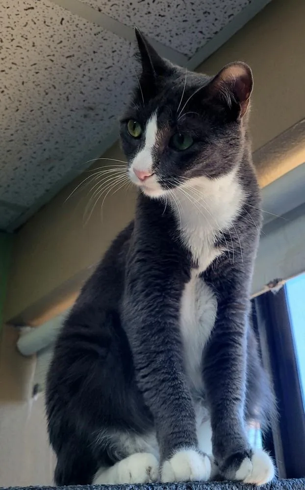 An adult medium-sized female Gray & White Domestic Short Hair cat named Gia for adoption in Green Valley, AZ