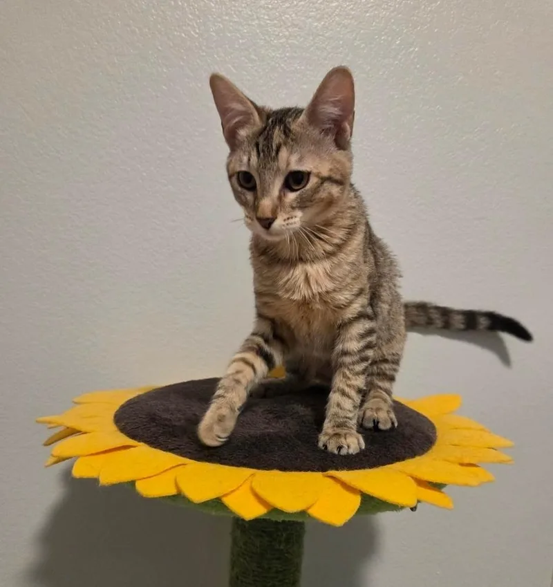 A baby medium-sized female Gray / Blue / Silver Domestic Short Hair cat named Jessica for adoption in Sedalia, CO