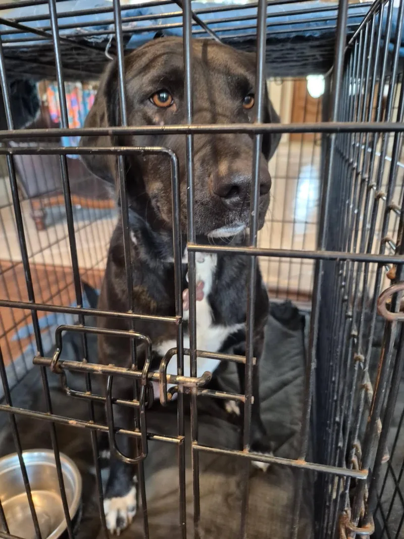 A young medium-sized female Black Labrador Retriever dog named Mitzy for adoption in Corsicana, TX