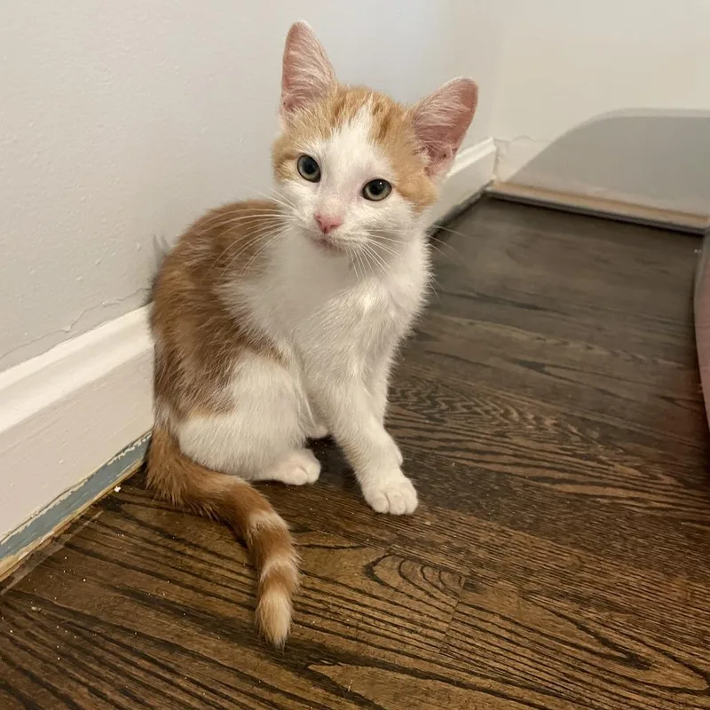 A baby small-sized male Orange / Red Domestic Short Hair cat named Battleborn for adoption in Fredericksburg, VA