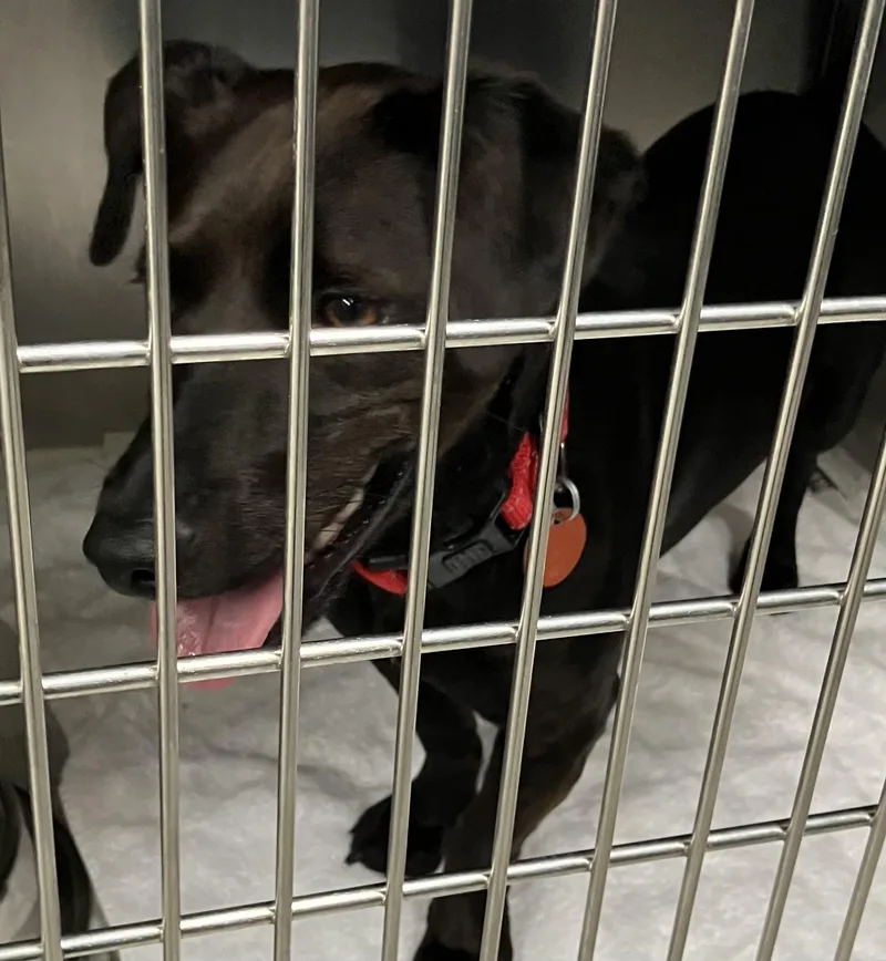 A young medium-sized male Black Dachshund dog named Arlo for adoption in Parma, OH