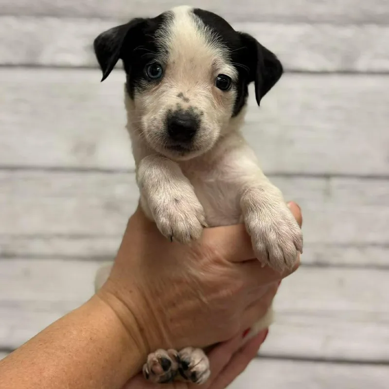 A baby small-sized male White / Cream Mixed Breed dog named Terry for adoption in Buffalo, MN