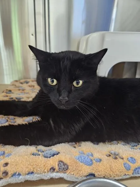 An adult small-sized male Domestic Short Hair cat named Smokey for adoption in Kennewick, WA