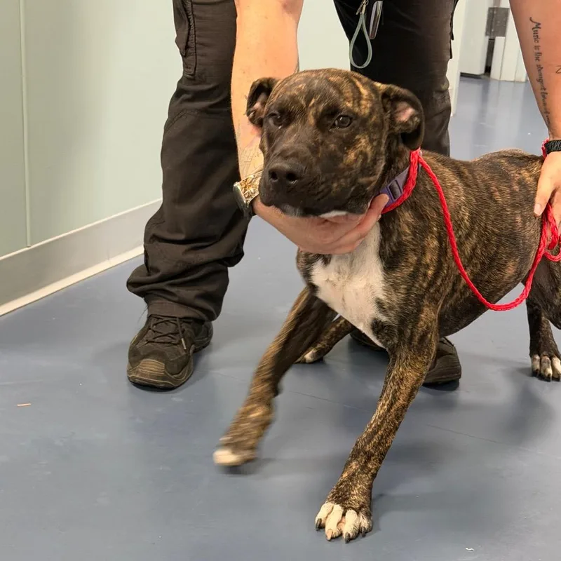 A young medium-sized male Brindle Pit Bull Terrier dog named Dominic for adoption in Greensboro, NC