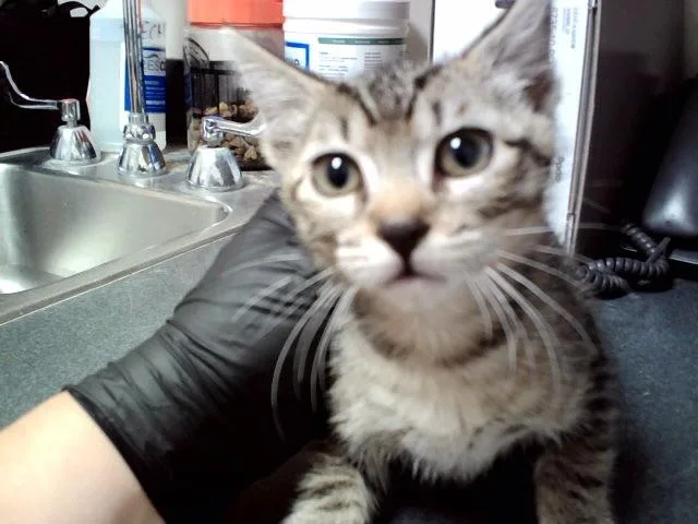 A baby small-sized female Domestic Short Hair cat named Flower for adoption in Martinez, CA