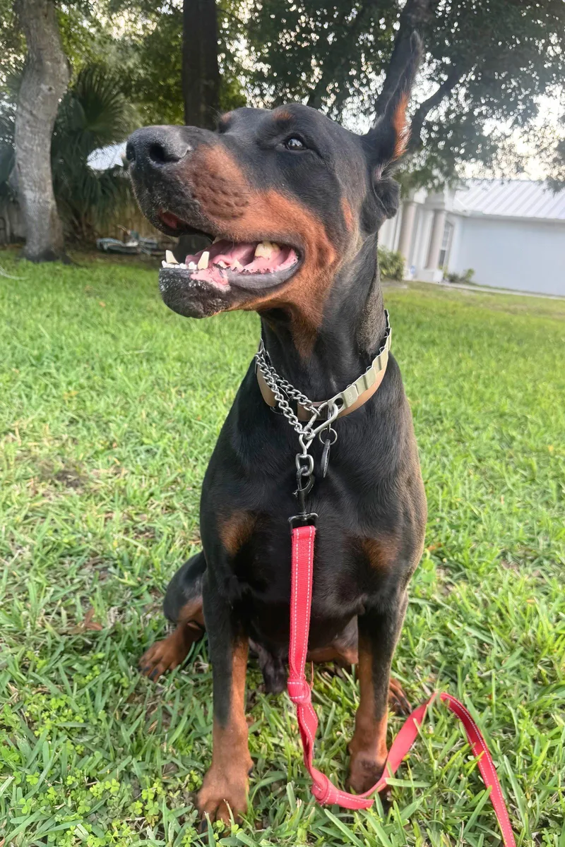 An adult medium-sized male Doberman Pinscher dog named Dallas for adoption in Oakland Park, FL