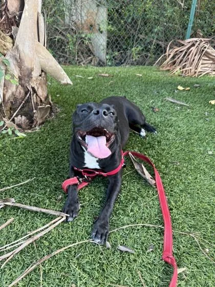 An adult medium-sized female American Bulldog dog named Gia for adoption in North Miami Beach, FL