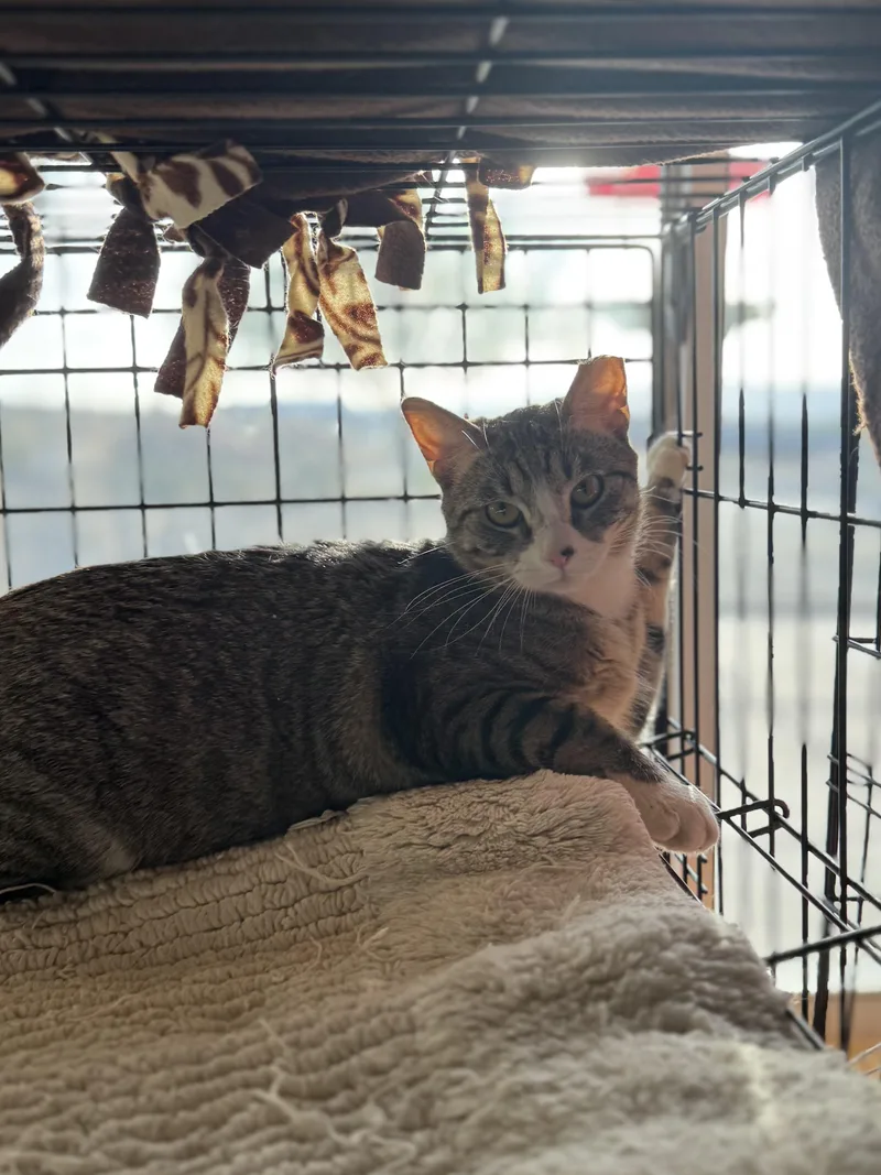 A young medium-sized female Domestic Short Hair cat named Tiger  Sylvester  for adoption in Boulder City, NV