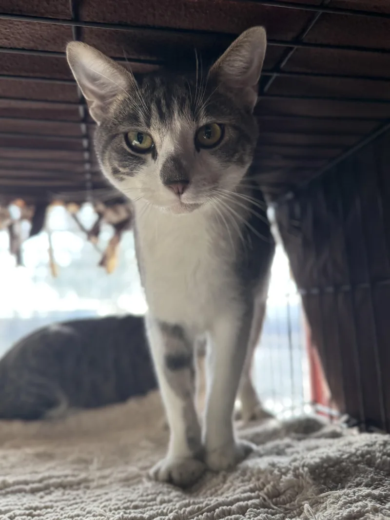 Tiger  Sylvester  thumbnail 2