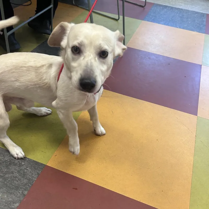 A young small-sized male Yellow / Tan / Blond / Fawn Mixed Breed dog named Harold for adoption in Philadelphia, PA