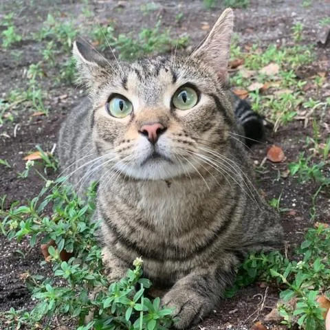 An adult large-sized female Domestic Short Hair cat named Betty for adoption in Davie, FL