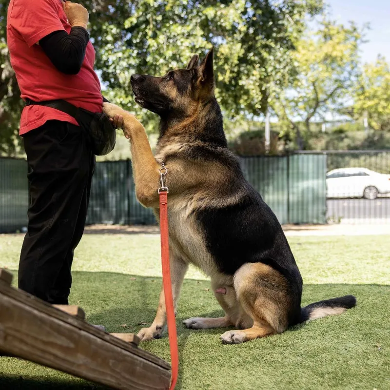 An adult large-sized male Brown / Chocolate German Shepherd Dog dog named Maverick ECAS for adoption in Pleasanton, CA