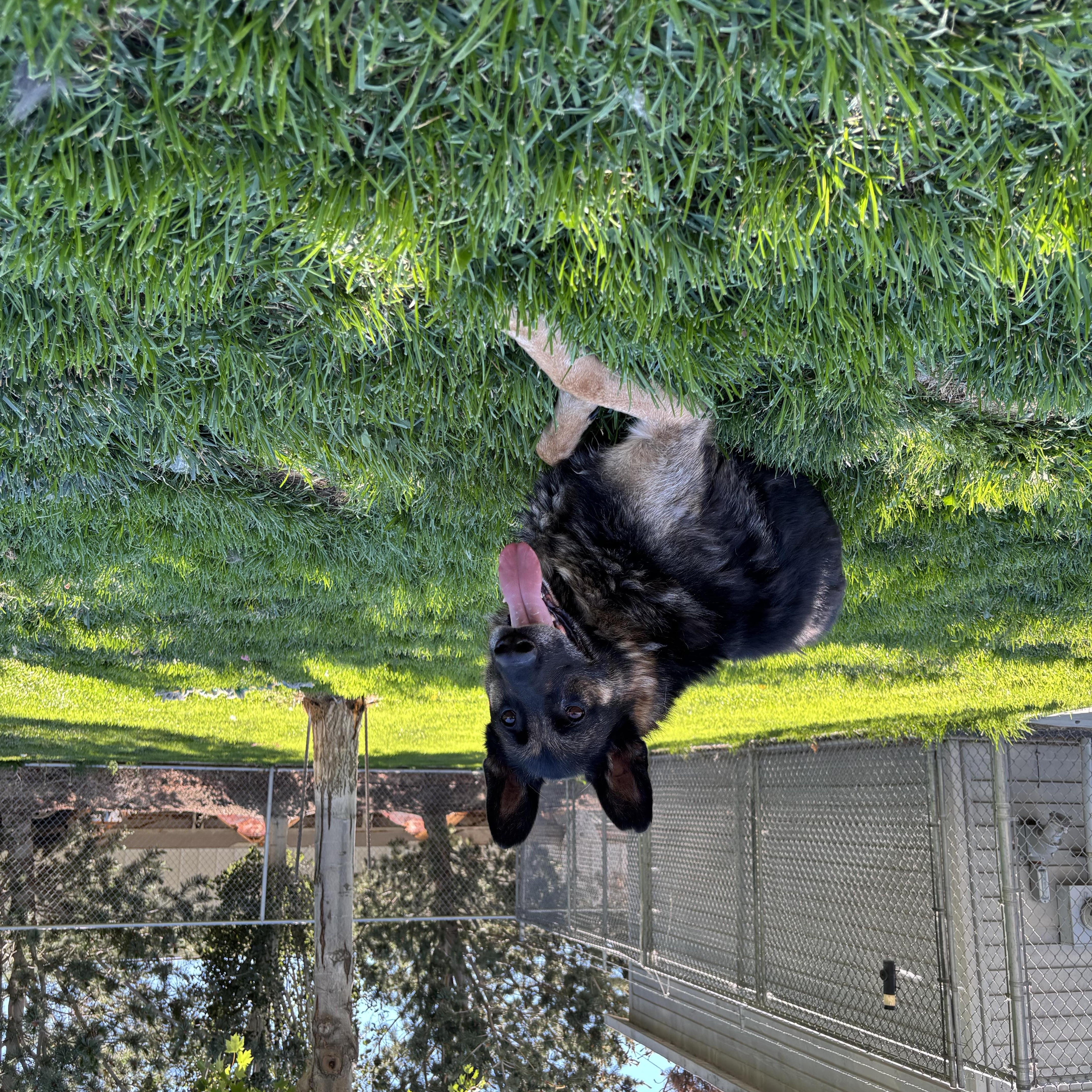 A senior large-sized male Black German Shepherd Dog dog named Atticus for adoption in Quincy, WA