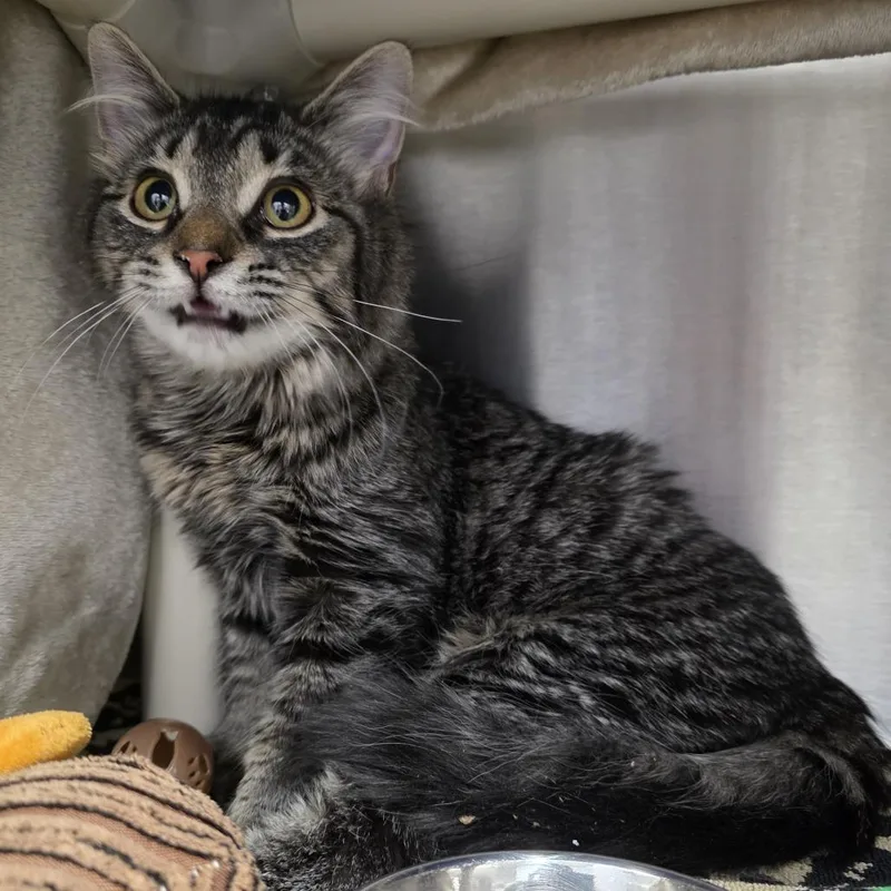 Baby Spice thumbnail 2